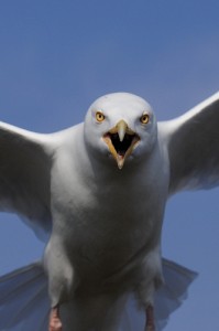 Help us tackle gull menace, council tells Bath businesses