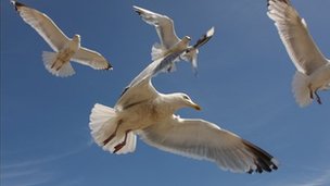 Council urges Bath businesses to help it tackle city’s gull menace