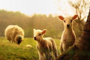 Success on a plate for The Agency as it secures Welsh lamb marketing contract