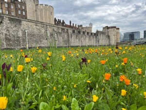 Bath firm honoured to bring flower power to the Tower of London to mark Queen’s Platinum Jubilee