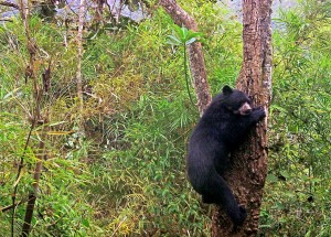 Rainforest charity and solar firm team up to help save endangered habitat of ‘Paddington bears’