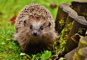 Big spike in the need to protect endangered hedgehogs earns Bath Spa Uni gold award